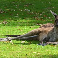 If We Compared Male Athletes To Kangaroos In The Same Way We Compare Female Athletes To Male…