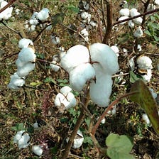 Organic Cotton farming