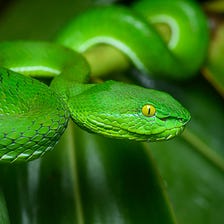 Developing a Snake Game With JavaScript