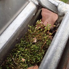 苔蘚學堂 採集苔蘚的注意事項 最近有許多新朋友詢問苔蘚的取得 所以整理這篇給大家 文中穿插著相關的文章 版面有 By Yu Feng Medium