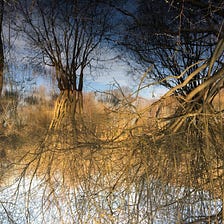 Reflections of Trees on Water