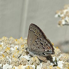 Can We End this Endangered Butterfly’s Losing Streak?