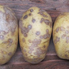 How To Control Silver Scurf In Potatoes