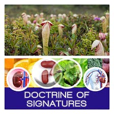 DOCTRINE OF SIGNATURE (DOS) & PENIS PLANT