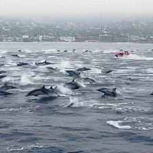o dia em que vi 50 golfinhos