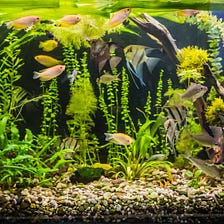 Tips For Choosing And Maintaining A Freshwater Aquarium