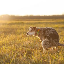 THE CRAPPY REALITY EVERY DOG OWNER SHOULD KNOW ABOUT POOP BAGS: