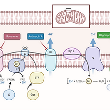 Ketones in Mitochondrial Energy Metabolism: A brief update