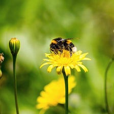 We’re calling on Amazon to help save the bees