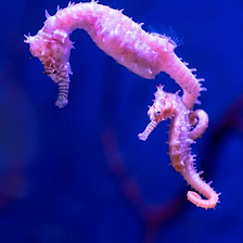 Call for Submissions: Seahorses: Trans and Nonbinary Pregnancy