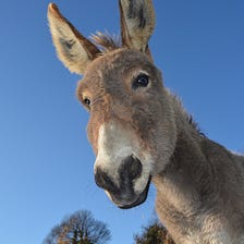 Colorado Town Elects Donkey as Mayor