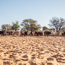 The Ghanzi Ag-Show & Future of Botswana Cattle