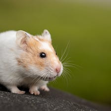 Trivia about hamsters. What should you know about them? These creatures lead a nocturnal lifestyle