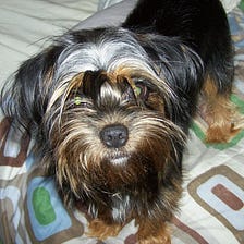 My Human Folks Done Gone And Pissed Me Off… Again