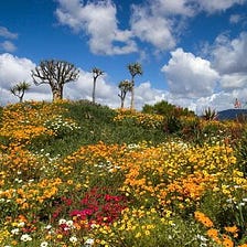 Namaqualand-Fleurs sauvages