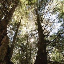 Recruiting Old-Growth Forest is an Act of Faith