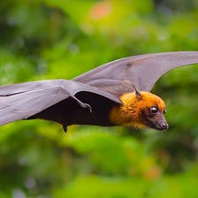 Interesting Facts About Bats That Amaze You
