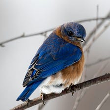 Bluebird on branch.