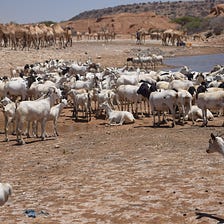 Climate crisis in Somalia: “If the rains fail, our livestock will perish”
