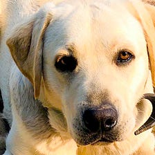 How a Puppy Helped Me Grieve and Find Joy in Life