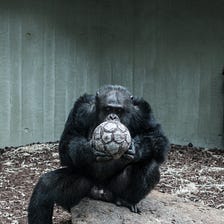 Chimpanzees: A Liberating Perspective on Mathematics Education