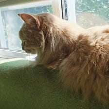 Caturday — Taffy in the Window