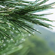 Could excess pine needles help solve water pollution in India?