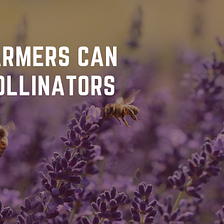 Wale Seriki on How Farmers Can Help Pollinators