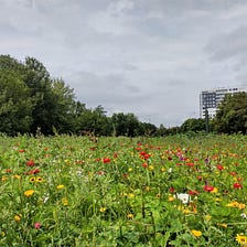 Wildflowers in the city