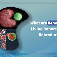 What Are Xenobots? Scientists Create New Living Robots That Reproduce