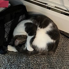 The Weirdest Places I’ve Found My Cat Sleeping