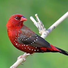 Top 5 most beautiful pet finches