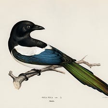 The Magpie Spring: A Lockdown Story
