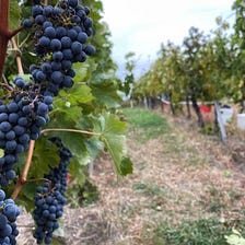 On work, grape harvests, and community