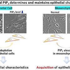 Getting Sticky with It: Phospholipid Found to Play a Key Role in Epithelial Cell Adhesion
