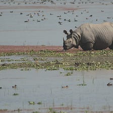 The Kaziranga Conundrum: Musings from the land of the Rhinoceros