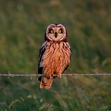 Behind the image — Short-eared owl