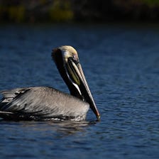 A Pelican Launches on Estero Bay