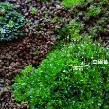 苔蘚學堂 真苔 Bryum Sp 的培養 簡介 By Yu Feng Medium