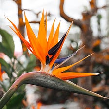 Crane Flowers-Is it a bird or a flower species?