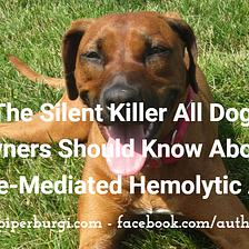 The Silent Killer All Dog Owners Should Know About: Immune-Mediated Hemolytic Anemia
