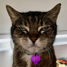 My Cat Dies In The Time Of Trump