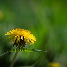 What Dandelions Can Teach Us About Life