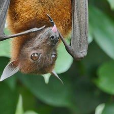 Why do Bats Have a Bad Reputation?