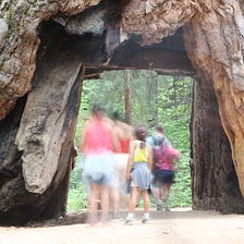 We Lost a Tree: Pioneer Cabin Giant Sequoia and Collective Sadness