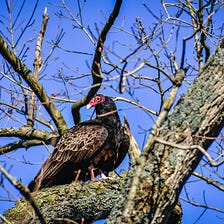 How turkey vultures can help your library’s marketing
