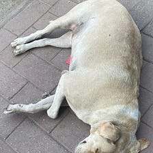 The Sleeping Dog Puts A Smile On My Face