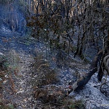 The aftermath of Australia’s fires proves that their climate tragedies are not over.