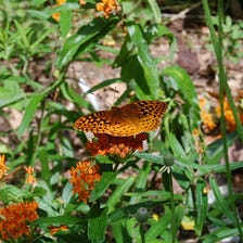 The Great Spangled Fritillary Butterfly and Your Garden