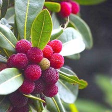 Many Health Benefits of Myrica esculenta fruit “Kafal”
